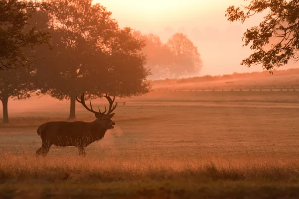 Sunrise, geyik geyik Stok Fotoğraf