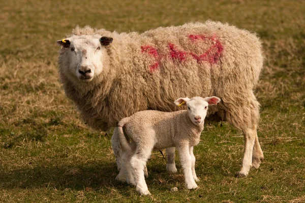 一只羊和她的羔羊，站 免版税图库照片