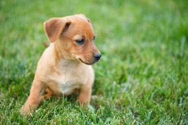 Dachshund Köpek çim