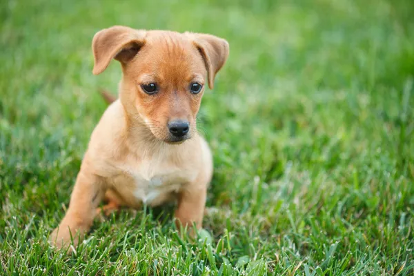 腊肠狗在草丛中的小狗 — 图库照片