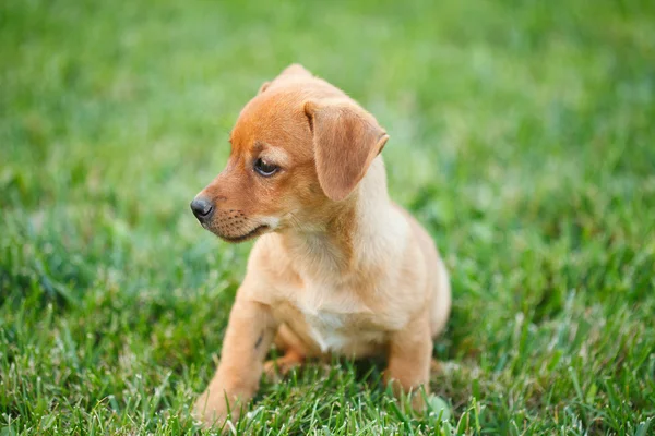 Teckel puppy in gras — Stockfoto