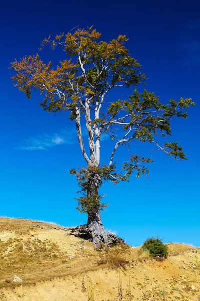 Пейзаж с одним деревом — стоковое фото