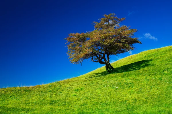 Single tree on a grassfield — ストック写真