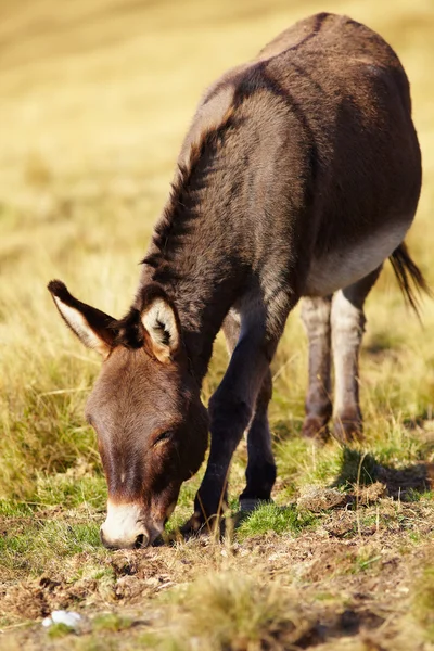 Pastoreo de burros — Foto de Stock