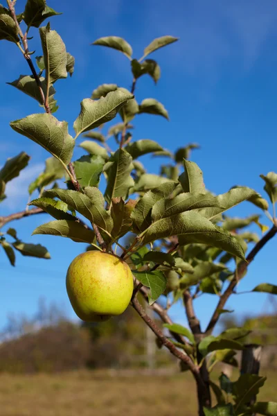 Sarı olgun elma — Stok fotoğraf
