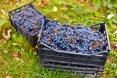 Harvested grapes in cases clipart