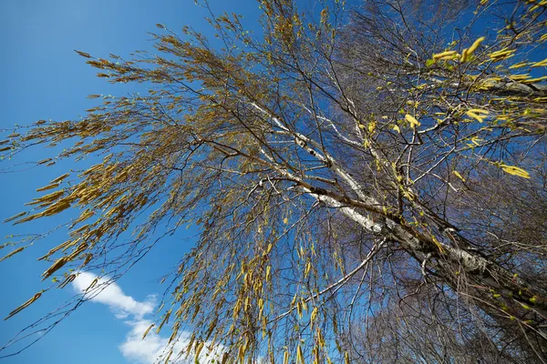 Poplar buds closeup — Stock Photo, Image
