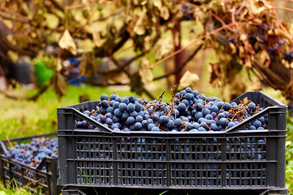 収穫葡萄の場合 — ストック写真
