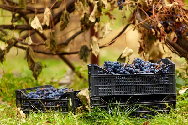 収穫葡萄の場合 — ストック写真