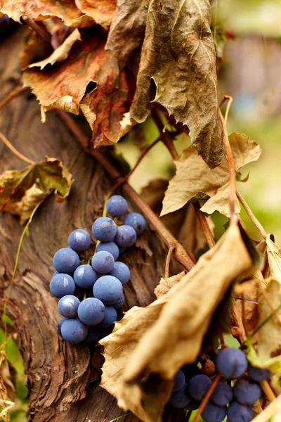 Blå druer på en vinranke, tett på – stockfoto