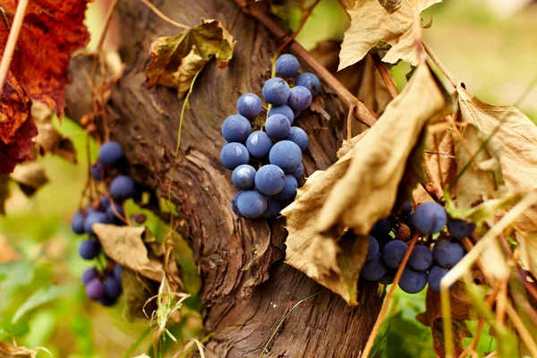 Uvas azules en una vid, primer plano —  Fotos de Stock