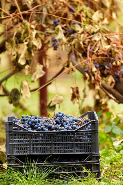 Сбор винограда в случаях — стоковое фото