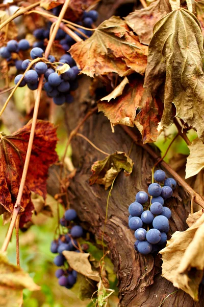 Mavi üzüm asma, portre — Stok fotoğraf
