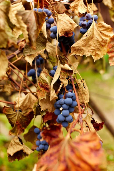 蓝色葡萄葡萄藤，特写上 — 图库照片