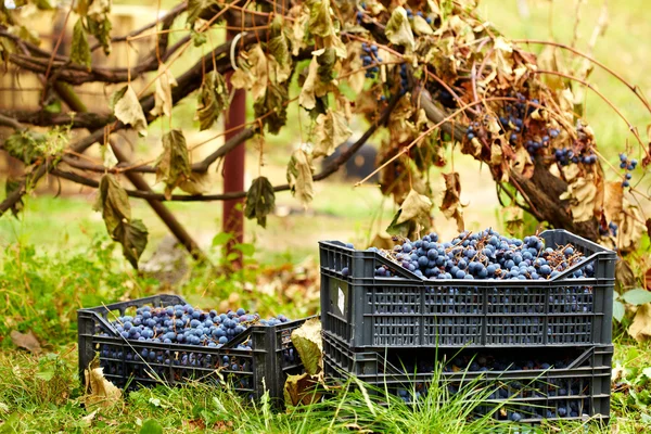 Сбор винограда в случаях — стоковое фото
