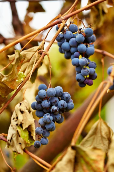 Синий виноград на виноградной лозе, крупным планом — стоковое фото