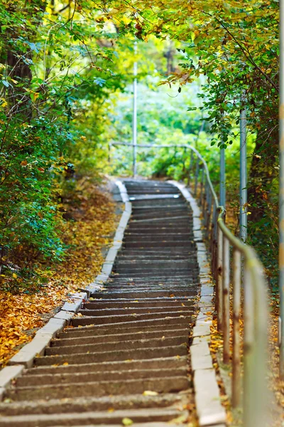 Escadas na floresta — Fotografia de Stock