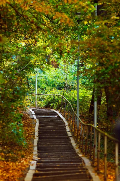 Escadas na floresta — Fotografia de Stock
