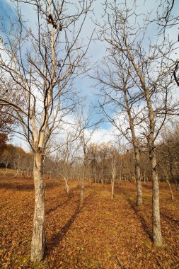 Plantation genç ceviz