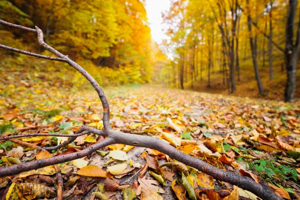 Colorful autumnal landscape — Stock Photo, Image