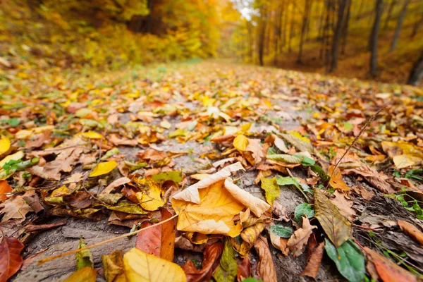 Farbenfrohe Herbstlandschaft — Stockfoto