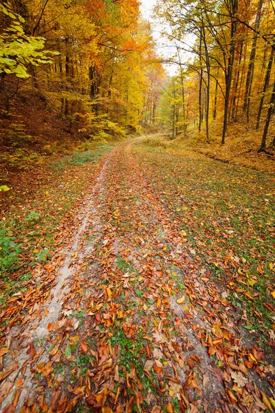Barevné podzimní krajina — Stock fotografie