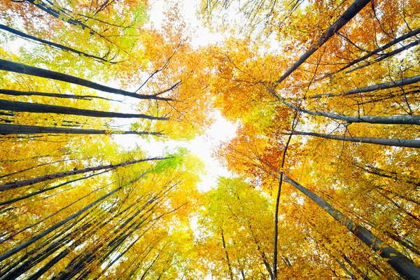 Barevné podzimní krajina — Stock fotografie