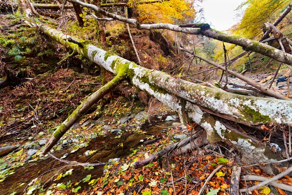 Paesaggio con alberi caduti in autunno — Foto Stock