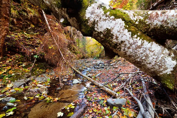 Landschap met omgevallen bomen in de herfst — Stockfoto