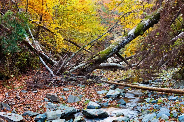 Landschap met omgevallen bomen in de herfst — Stockfoto