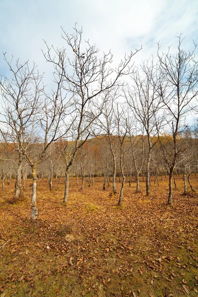 Plantation of young walnuts — Stock Photo, Image