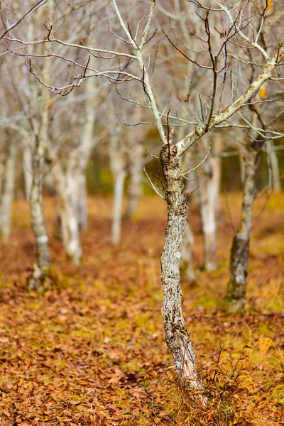 stock image Plantation of young walnuts