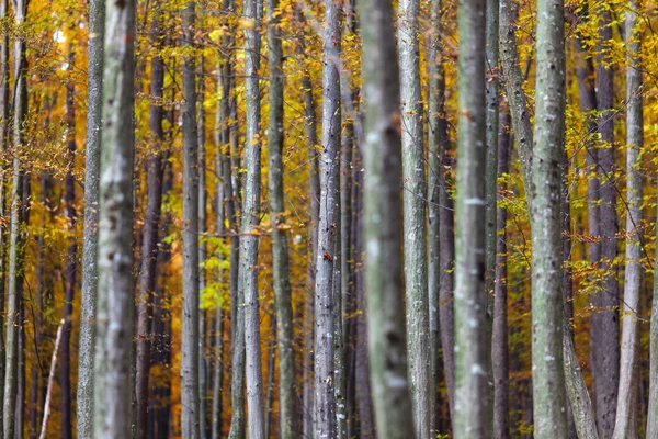 Kolorowy krajobraz jesienny — Zdjęcie stockowe