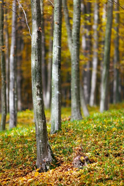 Kolorowy krajobraz jesienny — Zdjęcie stockowe