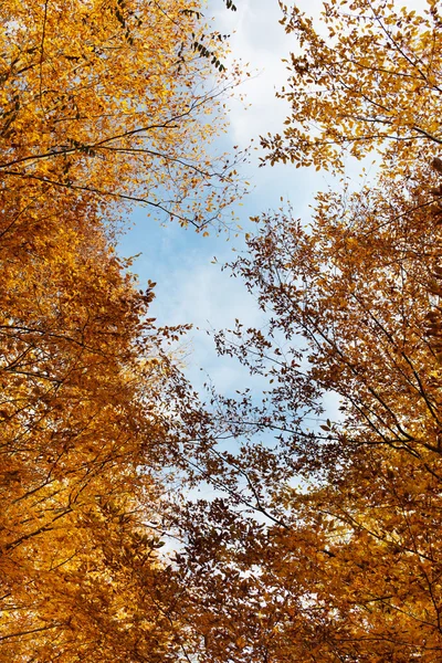 Красочный осенний пейзаж — стоковое фото