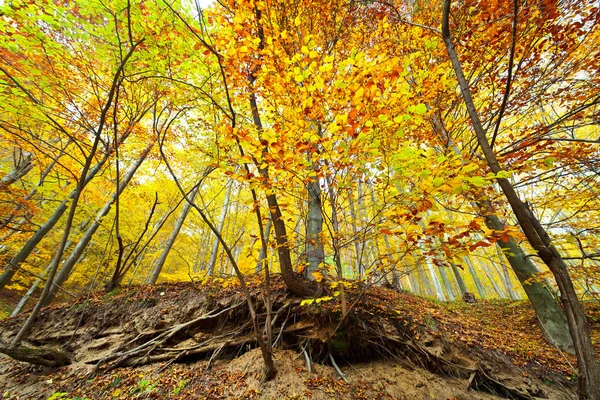 Барвисті осінній пейзаж — стокове фото