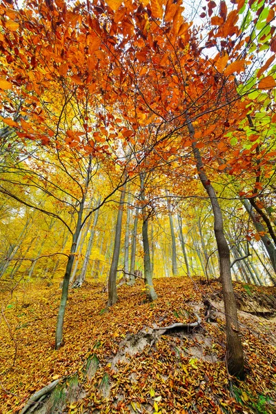 Барвисті осінній пейзаж — стокове фото