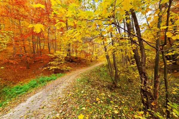 カラフルな紅葉風景 — ストック写真