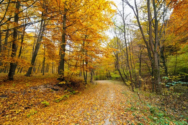 丰富多彩的秋季景观 — 图库照片