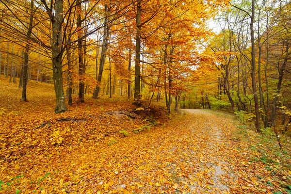 Kleurrijke herfst landschap — Stockfoto