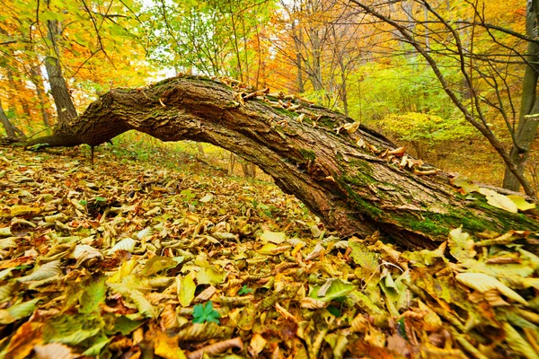 Landschaft mit krummem Baum — Stockfoto
