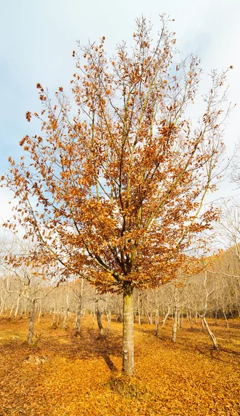 Kayın ağacı — Stok fotoğraf