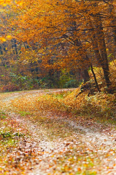 Φθινοπωρινό τοπίο στο δάσος — Φωτογραφία Αρχείου