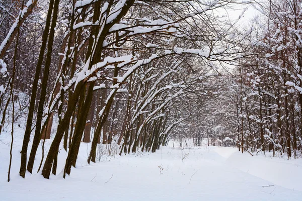 Las w zimie — Zdjęcie stockowe