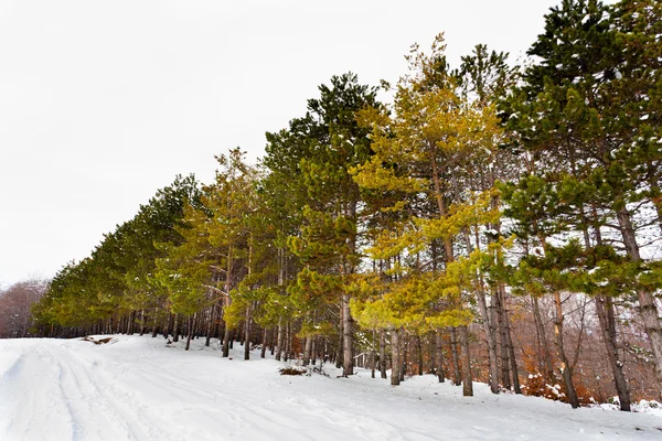 Forest in winter — Stock Photo, Image