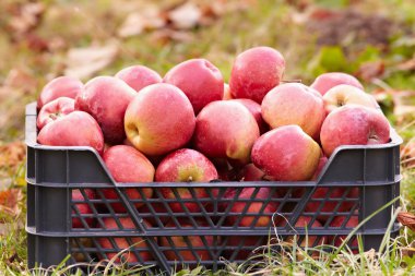 Red apples in a crate clipart