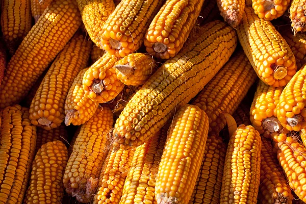Stapel van maïs — Stockfoto
