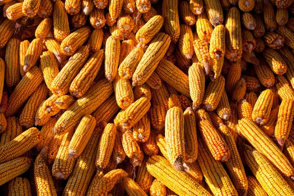 Pile de maïs — Photo