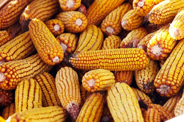 Pile de maïs — Photo