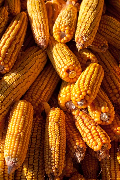 Паля кукурудзи — стокове фото